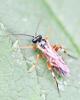 Diplazon laetatorius